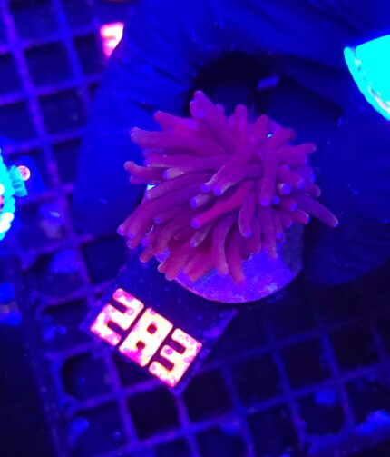 Euphyllia glabrescens Red Torch 1h (283)