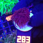 Euphyllia glabrescens Red Torch 1h (283)