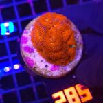 Acanthastrea Neon Red (285)