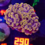Euphyllia paraancora Honey Gold 3h (290)