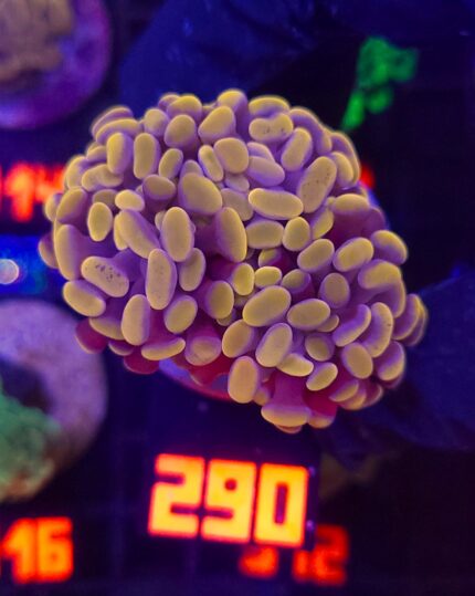 Euphyllia paraancora Honey Gold 3h (290)