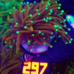 Euphyllia glabrescens indo gold 2h (297)