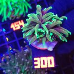 Euphyllia glabrescens dragon soul 1h (300)