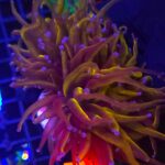 Euphyllia glabrescens new york knicks NYK 2h (300)