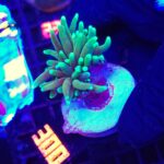 Euphyllia glabrescens dragon soul 1h (300)
