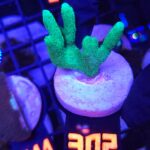 Seriatopora caliendrum (302)