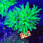 Euphyllia glabrescens Blueberry 2h (303)