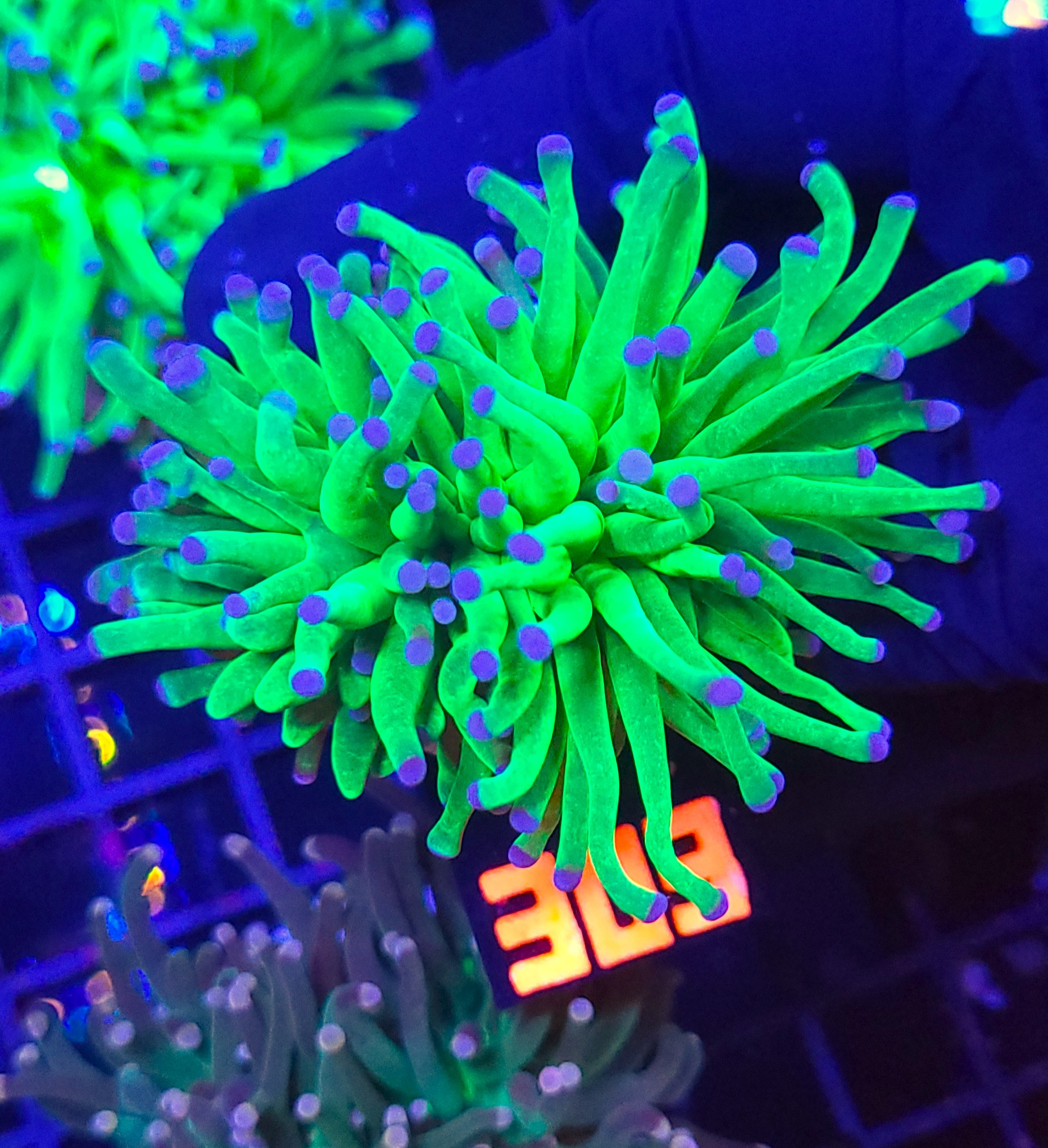 303 Euphyllia glabrescens Blueberry 2h (303) - obrazek 1