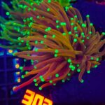 Euphyllia glabrescens indo gold 3h (303)