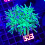 Euphyllia glabrescens Blueberry 2h (303)