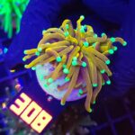 Euphyllia glabrescens indo gold 1h (308)