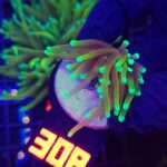 Euphyllia glabrescens dragon soul 1h (308)