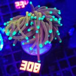 Euphyllia glabrescens indo gold 1h (308)