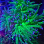 Euphyllia glabrescens toxic green 4h (310)