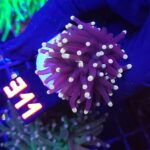 Euphyllia glabrescens Yellow Tip 1h (311)