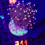 Euphyllia glabrescens Yellow Tip 1h (311)