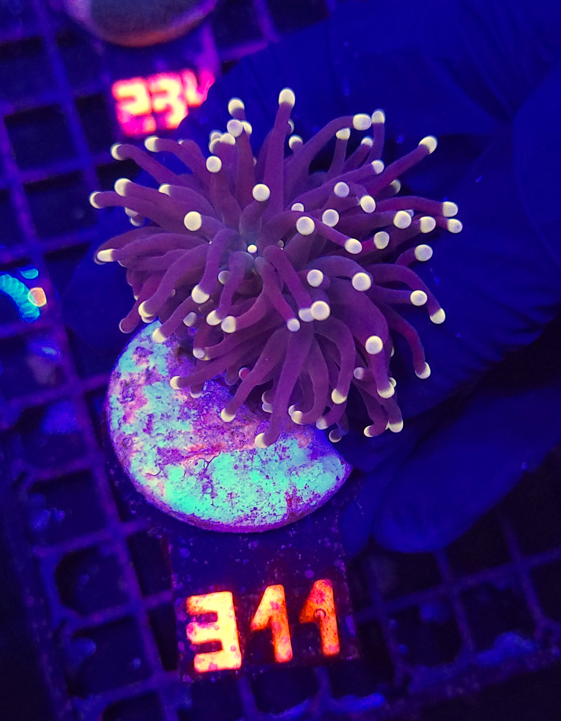 311 Euphyllia glabrescens Yellow Tip 1h (311) - obrazek 1
