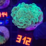Euphyllia paraancora 2h (312)