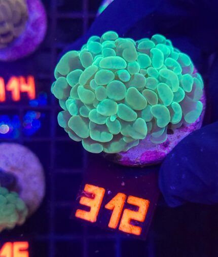 Euphyllia paraancora 2h (312)
