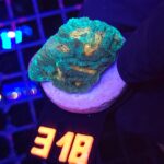 Favia Green Orange (318)