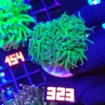 Euphyllia glabrescens TOXIC SPAGETTI 3h (323)