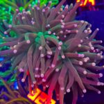 Euphyllia glabrescens Lavender Torch 3h (323)