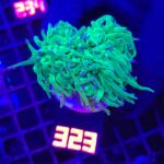 Euphyllia glabrescens TOXIC SPAGETTI 2h (323)