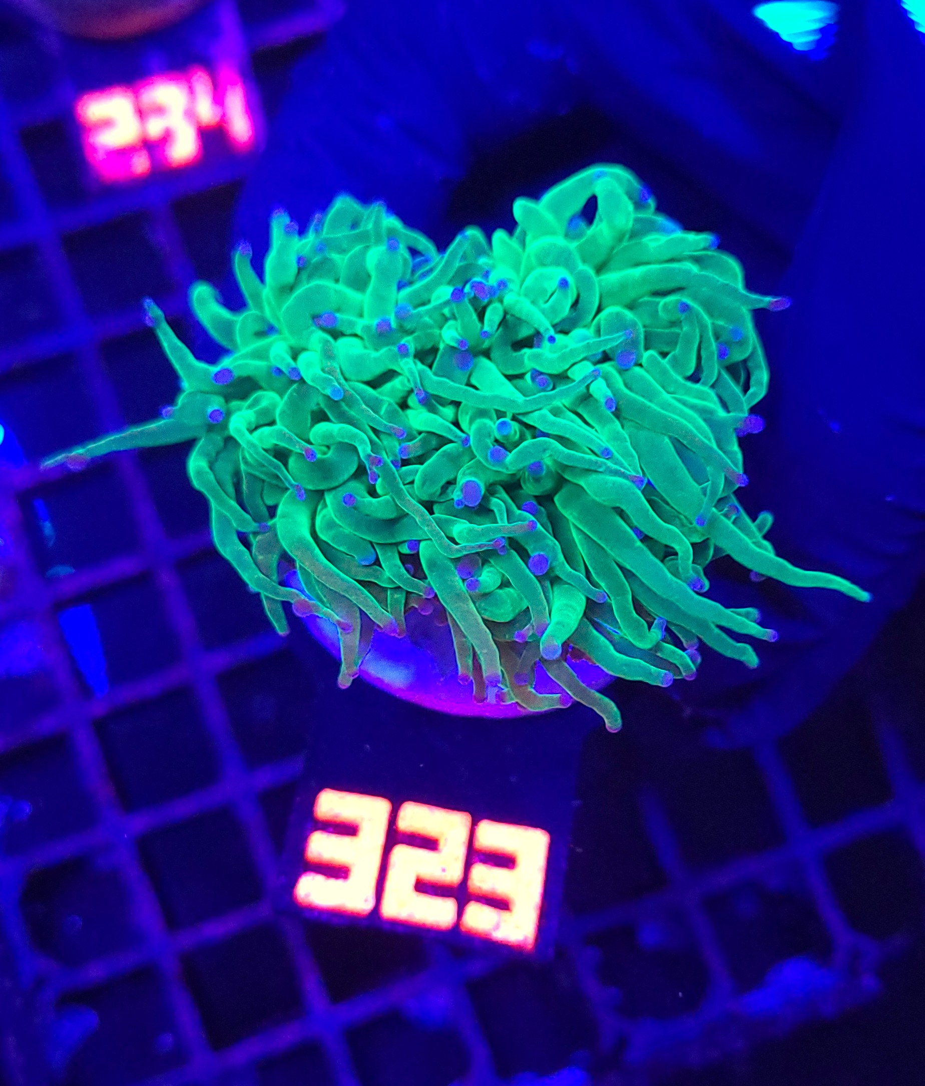 323 Euphyllia glabrescens TOXIC SPAGETTI 2h (323) - obrazek 1