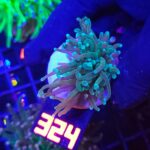 Euphyllia glabrescens Light Blue Tip 1h (324)