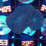 Rhodactis inchoata (325)