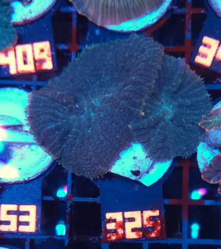 Rhodactis inchoata (325)