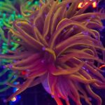Euphyllia glabrescens new york knicks NYK 2h (331)