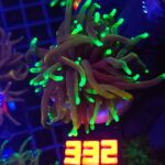 Euphyllia glabrescens dragon soul 1h (332)