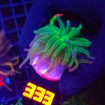 Euphyllia glabrescens toxic green 1h (333)