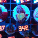 Rhodactis Green - Orange Rim (342)