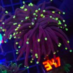 Euphyllia glabrescens Purple Lemon Tip 3h (347)