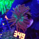 Euphyllia glabrescens Lavender Torch 1h (349)