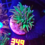 Euphyllia glabrescens toxic green 1h (349)