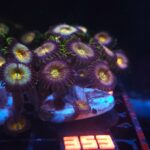 Zoanthus Nirvana Premium (353)