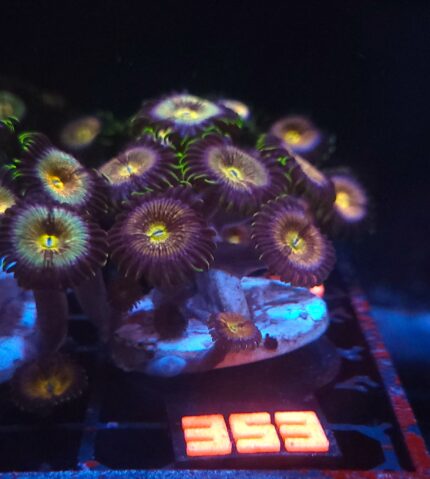 Zoanthus Nirvana Premium (353)