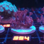 Goniopora lobata DARK MAGENTA (354)