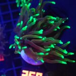 Euphyllia glabrescens dragon soul 1h (358)