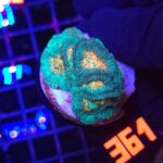 Favia Green Orange (361)