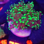 Euphyllia paradivisa toxic green tip 1h (364)