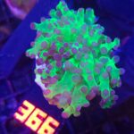 Euphyllia paradivisa purple tip 1h (366)