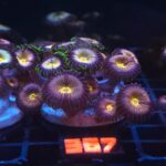 Zoanthus Nirvana Premium (367)