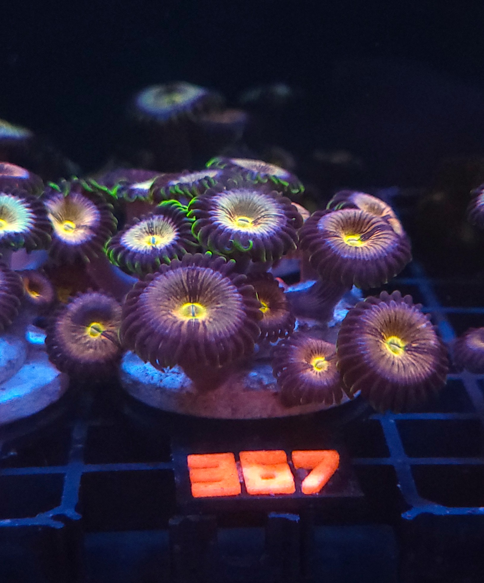 367 Zoanthus Nirvana Premium (367) - obrazek 1