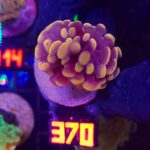 Euphyllia paraancora Honey Gold 1h (370)