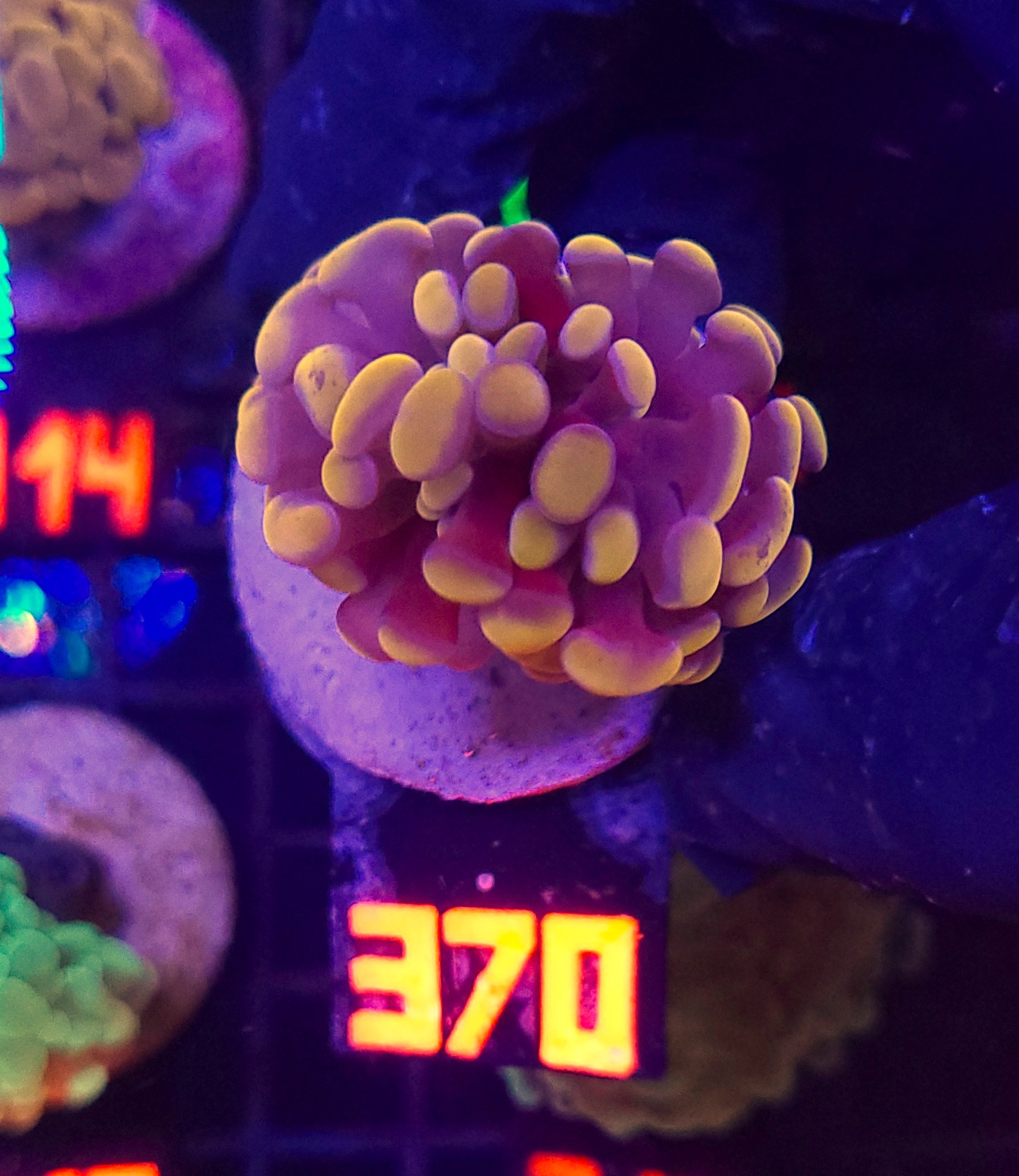 370 Euphyllia paraancora Honey Gold 1h (370) - obrazek 1