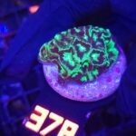 Goniastrea Green Eyed (378)